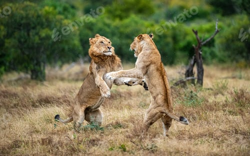 Preview: Two lions, Panthera leo, fight each other