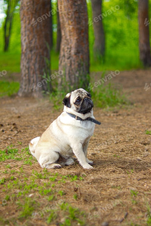 Preview: Pug, portrait. Pug dog playing outdoors. Portrait of beautiful male Pug puppy dog.