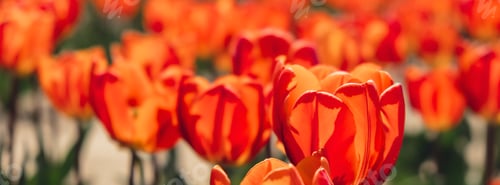 Preview: Tulip flowers blooming in the garden field landscape. Stripped tulips growing in flourish meadow