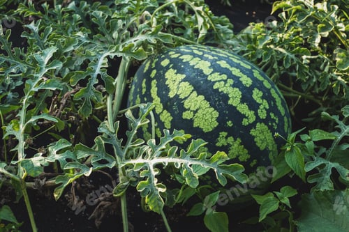 Preview: Watermelon on vine, watermelon growing in the garden closeup