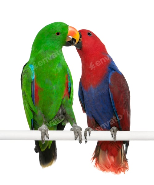 Preview: Male and Female Eclectus Parrots, Eclectus roratus, perching in front of white background