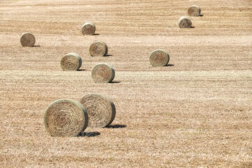 Preview: Hay bales in a field in summer. Monochrome round shapes in neutral earth tones. Natural background