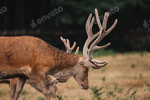 Preview: Male red deer with large antlers, buck wildlife photo nature reserve