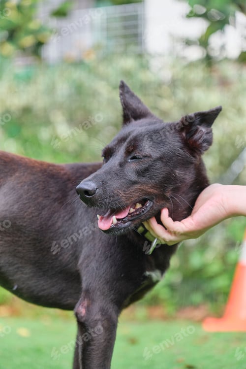 Preview: Person's hand stroking a dog