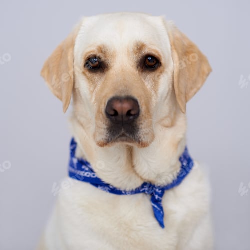 Preview: Handsome golden labrador