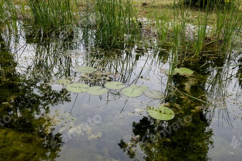 Preview: A pond overgrown with sedge and lily pads