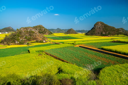 Preview: Yellow rapeseed (canola) flower field in spring, Luoping, China