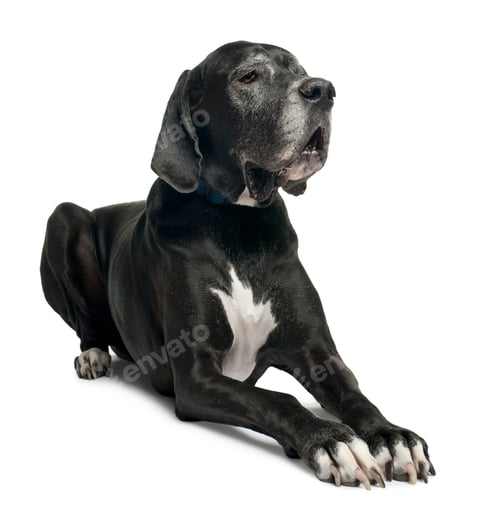 Preview: Great Dane, 1 year old, lying in front of white background