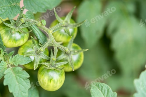 Tomato plant