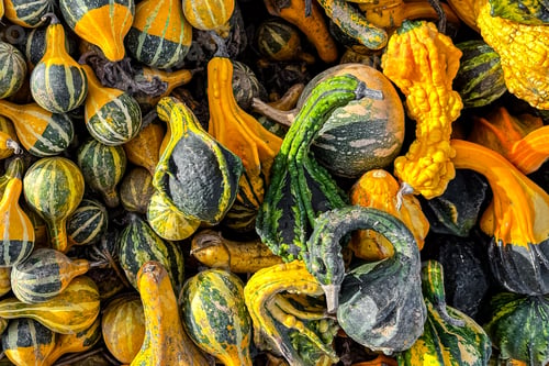 Preview: pumpkin harvest fresh colored different types and varieties of pumpkins food snack outdoor