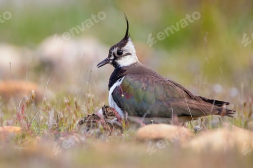 Preview: Wild bird with chicks on grass
