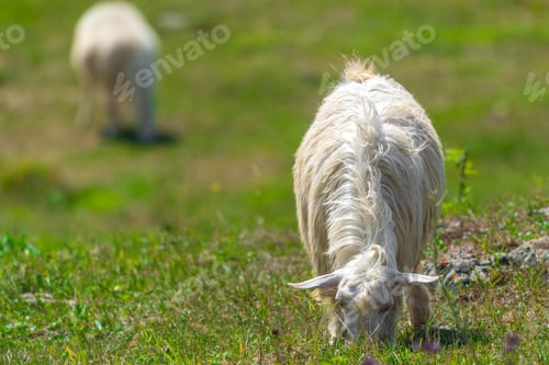 Preview: Goat grazes on a green meadow