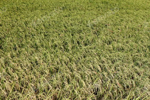 Preview: Rice field in Thailand