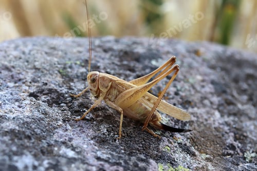 Preview: grasshopper standing on a rock
