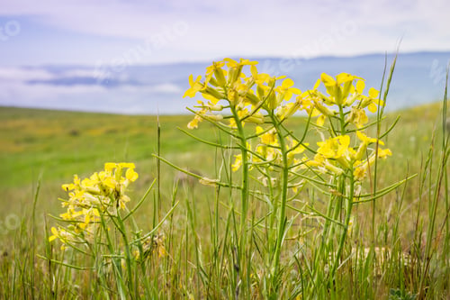 Preview: Erysimum franciscanum flowers