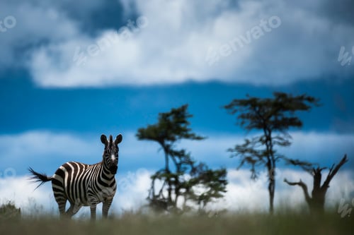 Preview: Zebra (Equus quagga) at El Karama Ranch, Laikipia County, Kenya