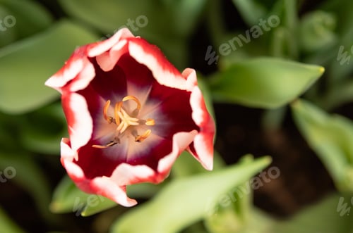 Preview: Red tulips flowers in the garden