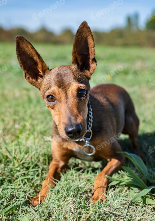 Preview: pinsher in obedience