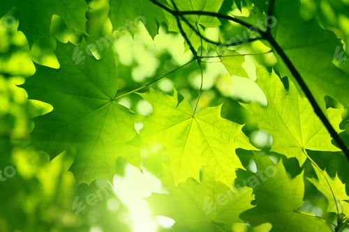 Preview: Fresh green maple foliage illuminated by bright sunlight