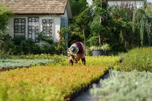 Preview: Farmer holds flower pot-plants in hands putting in long rows in rural garden of country house