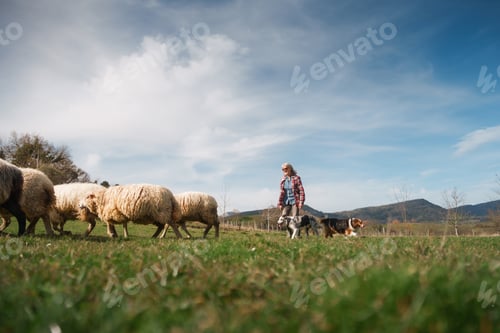 Preview: Female farmer guiding sheep with herding dogs in green meadow
