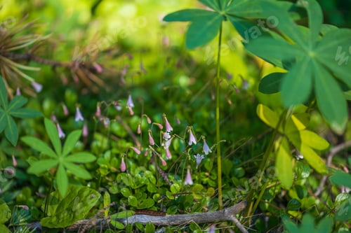 Preview: summer flowers closeup in green forest