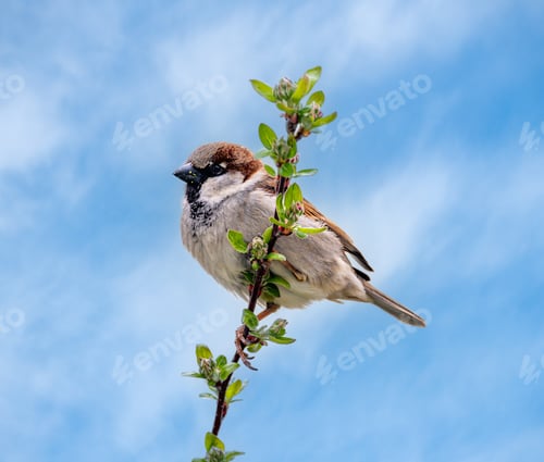 Preview: House sparrow bird sitting on a tree