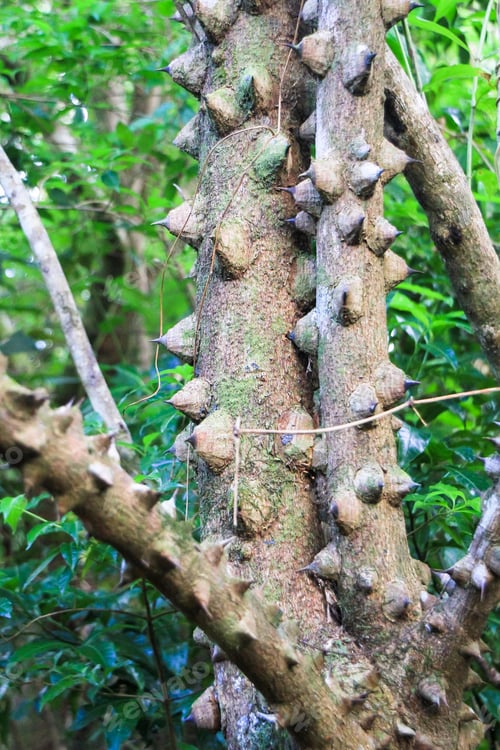 Preview: Large Thorns on a Pochote Tree in Costa Rica