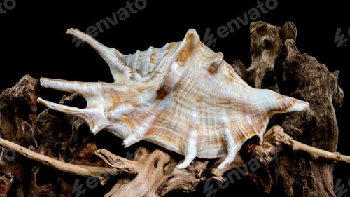 Preview: Lambis scorpius Shell on Driftwood black background
