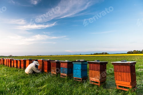 Preview: Beekeeper or Apiarist Working on Beehives Outdoor at Meadow