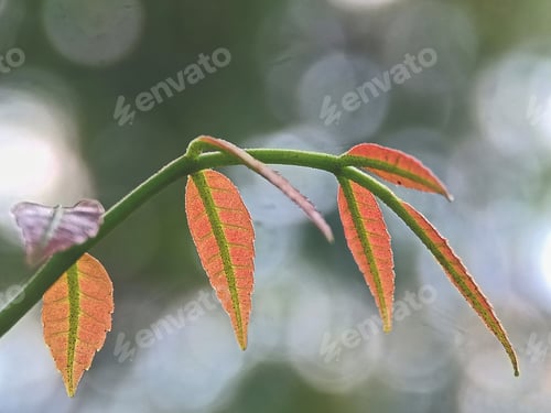 Preview: Leaf