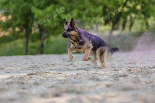 Preview: German shepherd dog playing on the beach