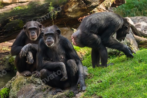 Preview: himpanzee family at the zoo