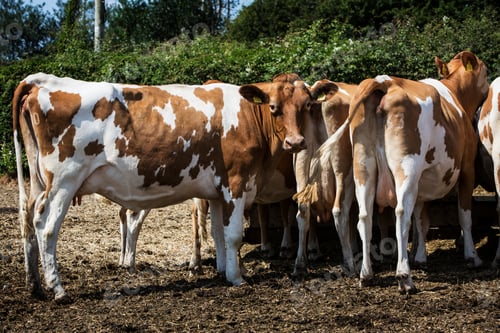 Preview: Small herd of Guernsey cows standing in a paddock.