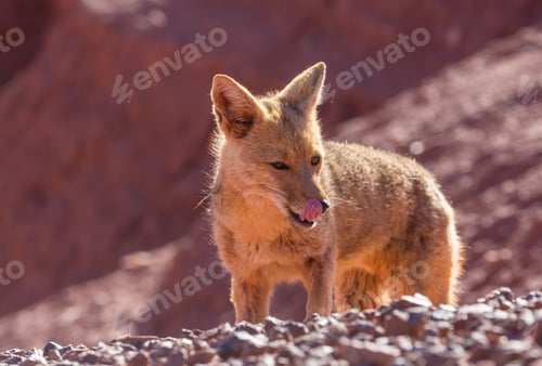 Vista previa: Fox en la Patagonia