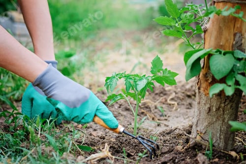 Preview: Planting tomatoes close-up care for seedlings. Gardener growing and cultivating sprouts in the green
