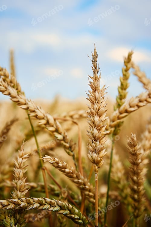 Preview: Wheat field. Close up of wheat ears. Harvesting period