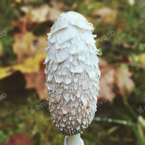 Preview: Nature