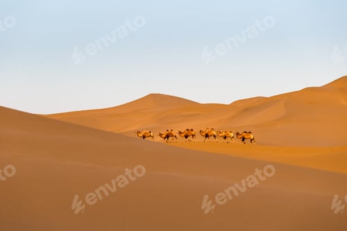 Preview: desert landscape and camel team