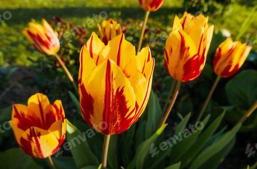 Preview: Close-up of amazing yellow, orange, red tulips.