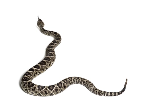 Preview: western diamondback rattlesnake or Texas diamond-back, venomous snake against white background
