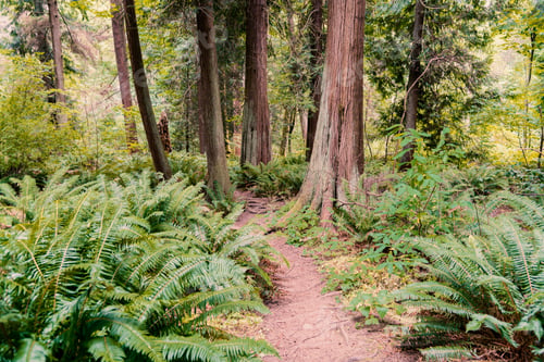 Preview: Enchanted forest trail with green ferns and cedar trees