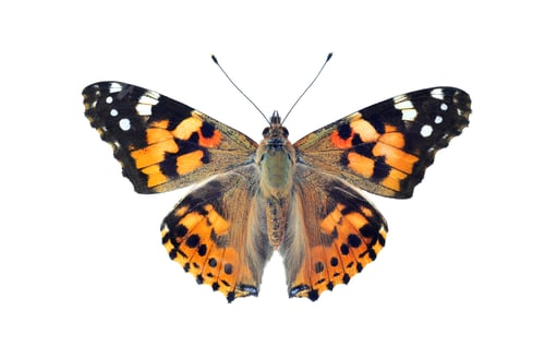 Preview: Painted lady butterfly, isolated on white