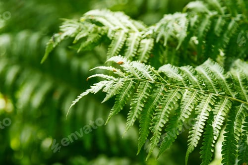 Preview: Fern leaves