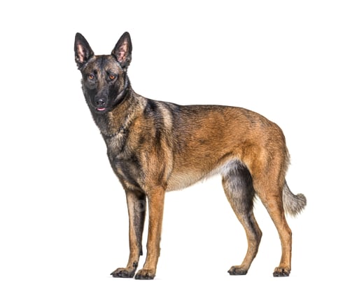Preview: side view of a Malinois dog standing looking at the camera, Isolated on white