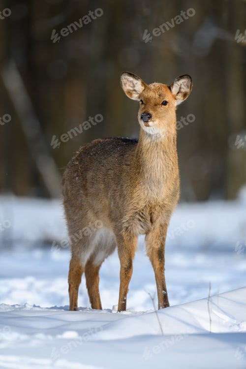 Preview: Female red deer on a snowy forest. Wildlife landscape with animal