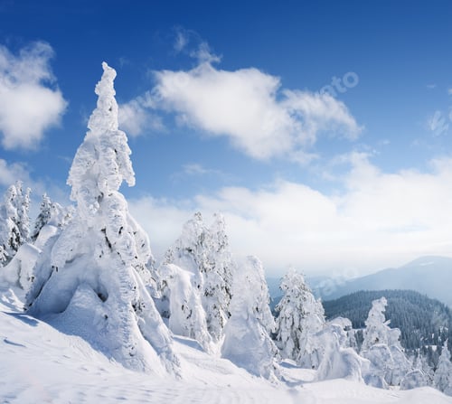 Preview: Snowy fir trees in the mountains