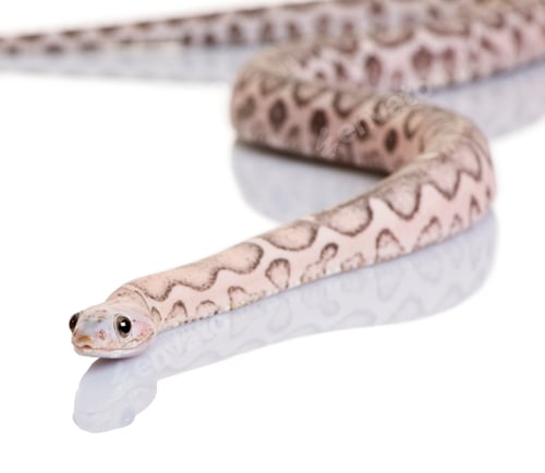 Preview: Scaleless corn snake or red rat snake, Pantherophis guttatus, against white background