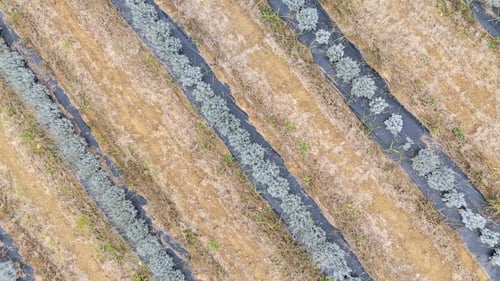 Preview: Rows of lavender growing in field with black plastic mulch