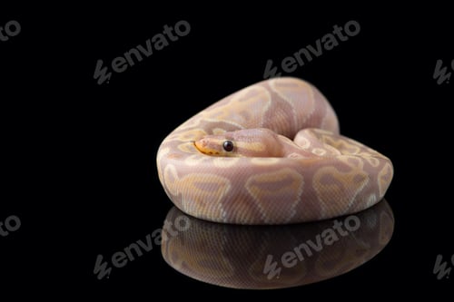 Preview: The royal python isolated on black background